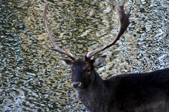 Killikus&reg; Fotographie